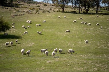 Merino koyunu, Yeni Zelanda 'da otlanıyor ve ot yiyor.