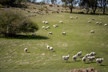 Merino koyunu, Yeni Zelanda 'da otlanıyor ve ot yiyor.