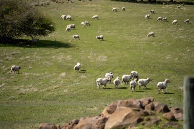 Merino koyunu, Yeni Zelanda 'da otlanıyor ve ot yiyor.