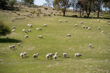 Merino koyunu, Yeni Zelanda 'da otlanıyor ve ot yiyor.