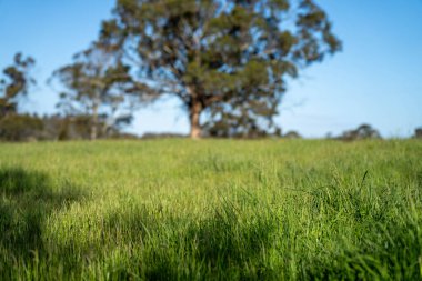 Yenilenebilir tarım çiftliğindeki uzun otlar. Avustralya 'da ilkbaharda, Avustralya' da çalılıklarda bir çayır. 