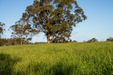 Yenilenebilir tarım çiftliğindeki uzun otlar. Avustralya 'da ilkbaharda, Avustralya' da çalılıklarda bir çayır. 