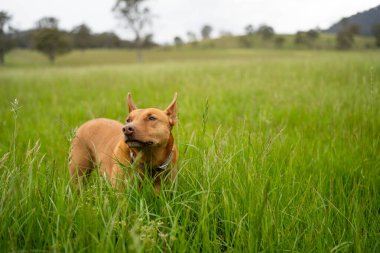 Yenilenebilir tarım çiftliğindeki uzun otlar. Avustralya 'da ilkbaharda, Avustralya' da çalılıklarda bir çayır. 