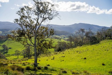 Yenilenebilir tarım çiftliğindeki uzun otlar. Avustralya 'da ilkbaharda, Avustralya' da çalılıklarda bir çayır. 