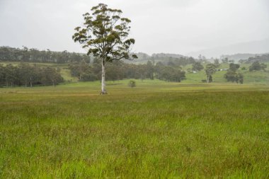 Yenilenebilir tarım çiftliğindeki uzun otlar. Avustralya 'da ilkbaharda, Avustralya' da çalılıklarda bir çayır. 