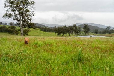 Yenilenebilir tarım çiftliğindeki uzun otlar. Avustralya 'da ilkbaharda, Avustralya' da çalılıklarda bir çayır. 
