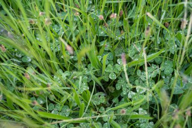 Yenilenebilir tarım çiftliğindeki uzun otlar. Avustralya 'da ilkbaharda, Avustralya' da çalılıklarda bir çayır. 