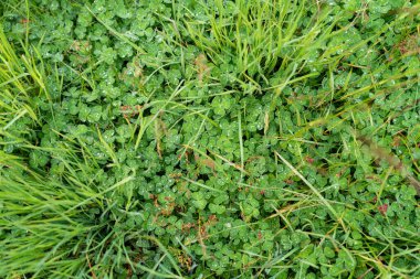 Yenilenebilir tarım çiftliğindeki uzun otlar. Avustralya 'da ilkbaharda, Avustralya' da çalılıklarda bir çayır. 