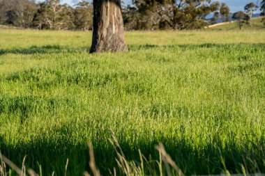 Yenilenebilir tarım çiftliğindeki uzun otlar. Avustralya 'da ilkbaharda, Avustralya' da çalılıklarda bir çayır. 