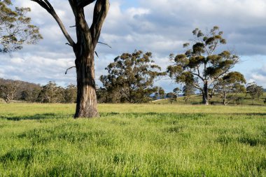 Yenilenebilir tarım çiftliğindeki uzun otlar. Avustralya 'da ilkbaharda, Avustralya' da çalılıklarda bir çayır. 