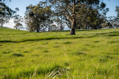 Yenilenebilir tarım çiftliğindeki uzun otlar. Avustralya 'da ilkbaharda, Avustralya' da çalılıklarda bir çayır. 