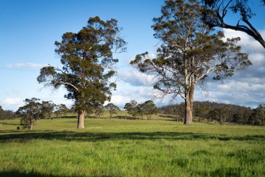Yenilenebilir tarım çiftliğindeki uzun otlar. Avustralya 'da ilkbaharda, Avustralya' da çalılıklarda bir çayır. 