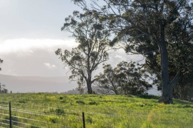 Yenilenebilir tarım çiftliğindeki uzun otlar. Avustralya 'da ilkbaharda, Avustralya' da çalılıklarda bir çayır. 