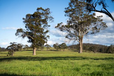 Yenilenebilir tarım çiftliğindeki uzun otlar. Avustralya 'da ilkbaharda, Avustralya' da çalılıklarda bir çayır. 