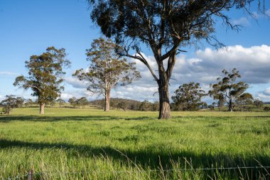 Yenilenebilir tarım çiftliğindeki uzun otlar. Avustralya 'da ilkbaharda, Avustralya' da çalılıklarda bir çayır. 