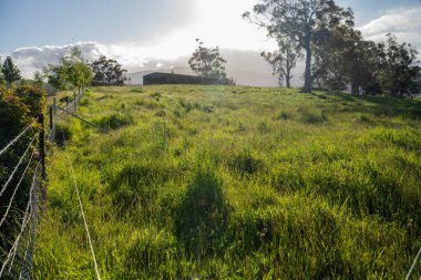 Yenilenebilir tarım çiftliğindeki uzun otlar. Avustralya 'da ilkbaharda, Avustralya' da çalılıklarda bir çayır. 