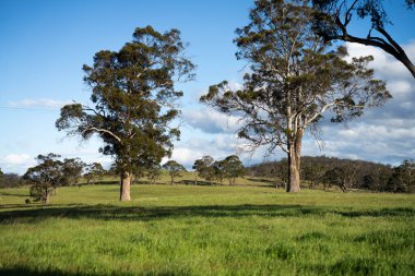 Yenilenebilir tarım çiftliğindeki uzun otlar. Avustralya 'da ilkbaharda, Avustralya' da çalılıklarda bir çayır. 
