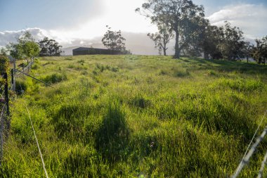 Pasture grass with red gum trees in a field on a farm in Australia. growing a feed crop for hay on a farm in australia  clipart