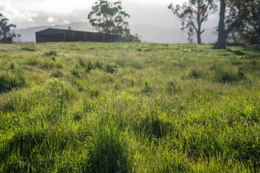 Yenilenebilir tarım çiftliğindeki uzun otlar. Avustralya 'da ilkbaharda, Avustralya' da çalılıklarda bir çayır. 