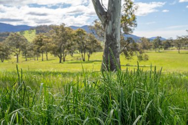 Çiftçi bir tarlada çimen ve otlakları ölçüyor. Otlak bütçesi yapıyor ve ekin yetiştiriyor. Yeni Zelanda 'da bir çiftlikte bitkiler ve inekler için beslenen tarımcı.