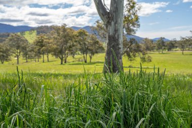 Avustralya 'da bir çiftlikteki tarlada kırmızı sakız ağaçları olan otlar. Avustralya 'da bir çiftlikte saman yetiştirmek. 