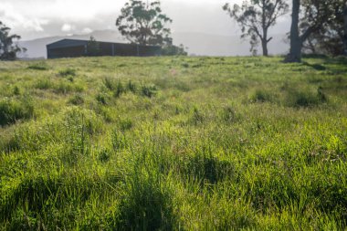 Yenilenebilir tarım çiftliğindeki uzun otlar. Avustralya 'da ilkbaharda, Avustralya' da çalılıklarda bir çayır. 