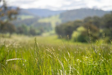 Yenilenebilir tarım çiftliğindeki uzun otlar. Avustralya 'da ilkbaharda, Avustralya' da çalılıklarda bir çayır. 