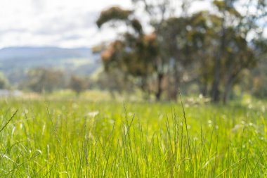 Yenilenebilir tarım çiftliğindeki uzun otlar. Avustralya 'da ilkbaharda, Avustralya' da çalılıklarda bir çayır. 