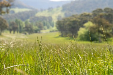 Yenilenebilir tarım çiftliğindeki uzun otlar. Avustralya 'da ilkbaharda, Avustralya' da çalılıklarda bir çayır. 