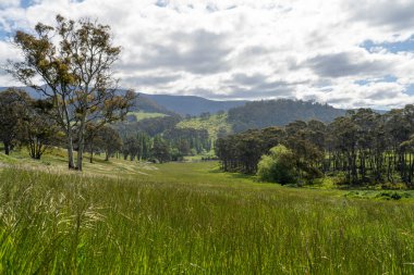 Yenilenebilir tarım çiftliğindeki uzun otlar. Avustralya 'da ilkbaharda, Avustralya' da çalılıklarda bir çayır. 