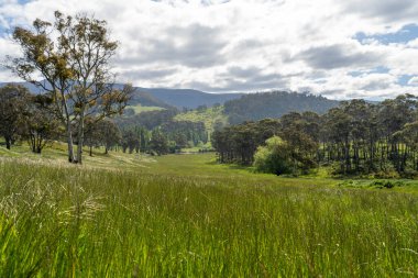 Avustralya 'da bir çiftlikteki tarlada kırmızı sakız ağaçları olan otlar. Avustralya 'da bir çiftlikte saman yetiştirmek. 