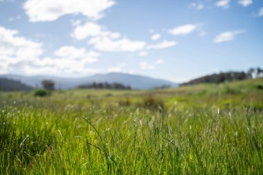 Avustralya 'da bir çiftlikteki tarlada kırmızı sakız ağaçları olan otlar. Avustralya 'da bir çiftlikte saman yetiştirmek. 