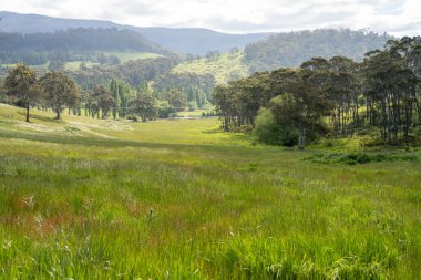 Yenilenebilir tarım çiftliğindeki uzun otlar. Avustralya 'da ilkbaharda, Avustralya' da çalılıklarda bir çayır. 
