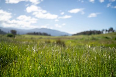 Avustralya 'da bir çiftlikteki tarlada kırmızı sakız ağaçları olan otlar. Avustralya 'da bir çiftlikte saman yetiştirmek. 