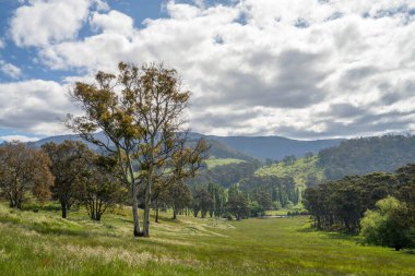Avustralya 'da bir çiftlikteki tarlada kırmızı sakız ağaçları olan otlar. Avustralya 'da bir çiftlikte saman yetiştirmek. 