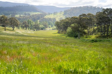 Yenilenebilir tarım çiftliğindeki uzun otlar. Avustralya 'da ilkbaharda, Avustralya' da çalılıklarda bir çayır. 