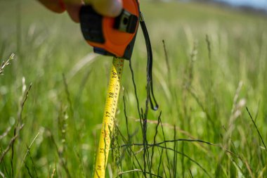 Çiftçi bir tarlada çimen ve otlakları ölçüyor. Otlak bütçesi yapıyor ve ekin yetiştiriyor. Yeni Zelanda 'da bir çiftlikte bitkiler ve inekler için beslenen tarımcı.