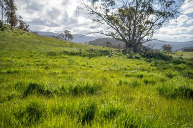 Avustralya 'da bir çiftlikteki tarlada kırmızı sakız ağaçları olan otlar. Avustralya 'da bir çiftlikte saman yetiştirmek. 