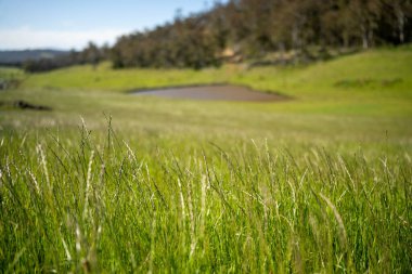 Avustralya 'da bir çiftlikteki tarlada kırmızı sakız ağaçları olan otlar. Avustralya 'da bir çiftlikte saman yetiştirmek. 