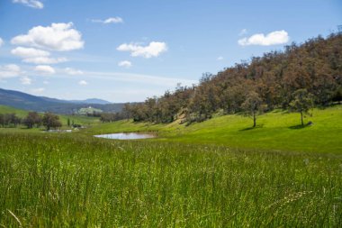 Çiftçi bir tarlada çimen ve otlakları ölçüyor. Otlak bütçesi yapıyor ve ekin yetiştiriyor. Yeni Zelanda 'da bir çiftlikte bitkiler ve inekler için beslenen tarımcı.