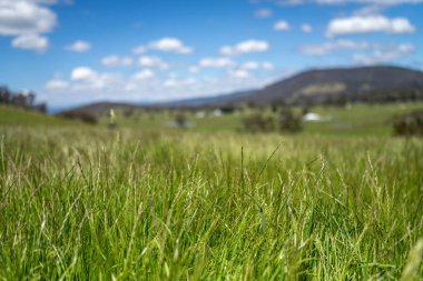 Çiftçi bir tarlada çimen ve otlakları ölçüyor. Otlak bütçesi yapıyor ve ekin yetiştiriyor. Yeni Zelanda 'da bir çiftlikte bitkiler ve inekler için beslenen tarımcı.