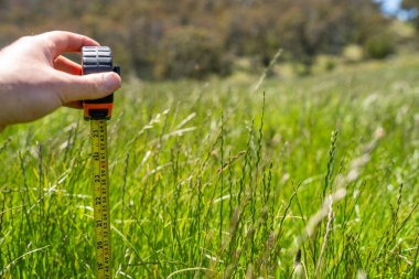 Çiftçi bir tarlada çimen ve otlakları ölçüyor. Otlak bütçesi yapıyor ve ekin yetiştiriyor. Yeni Zelanda 'da bir çiftlikte bitkiler ve inekler için beslenen tarımcı.
