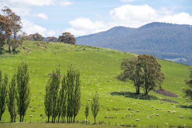 Koyunlar tarlada. Merino koyunu, Yeni Zelanda 'da ve ilkbaharda Avustralya' da otluyor ve yiyor.