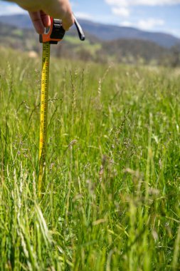 Çiftçi bir tarlada çimen ve otlakları ölçüyor. Otlak bütçesi yapıyor ve ekin yetiştiriyor. Yeni Zelanda 'da bir çiftlikte bitkiler ve inekler için beslenen tarımcı.