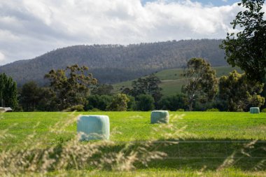 Avustralya 'da bir çiftlikte saman, tohum ve balya toplayarak sürdürülebilir bir tarlada tomurcuklanıyor.