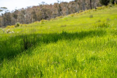 Çiftçi bir tarlada çimen ve otlakları ölçüyor. Otlak bütçesi yapıyor ve ekin yetiştiriyor. Yeni Zelanda 'da bir çiftlikte bitkiler ve inekler için beslenen tarımcı.