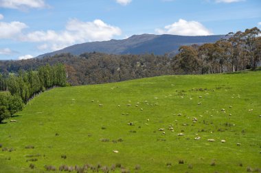 Koyunlar tarlada. Merino koyunu, Yeni Zelanda 'da ve ilkbaharda Avustralya' da otluyor ve yiyor.