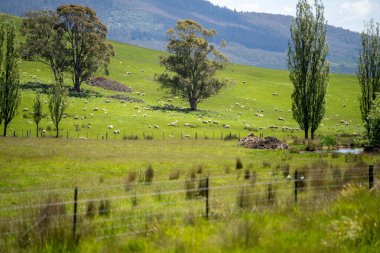 Sheep in a field. Merino sheep, grazing and eating grass in New zealand and Australia in spring clipart