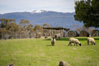 Merino sheep, grazing and eating grass in New zealand clipart