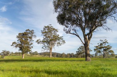 Avustralya 'da bir çiftlikteki tarlada kırmızı sakız ağaçları olan otlar. Avustralya 'da bir çiftlikte saman yetiştirmek. 